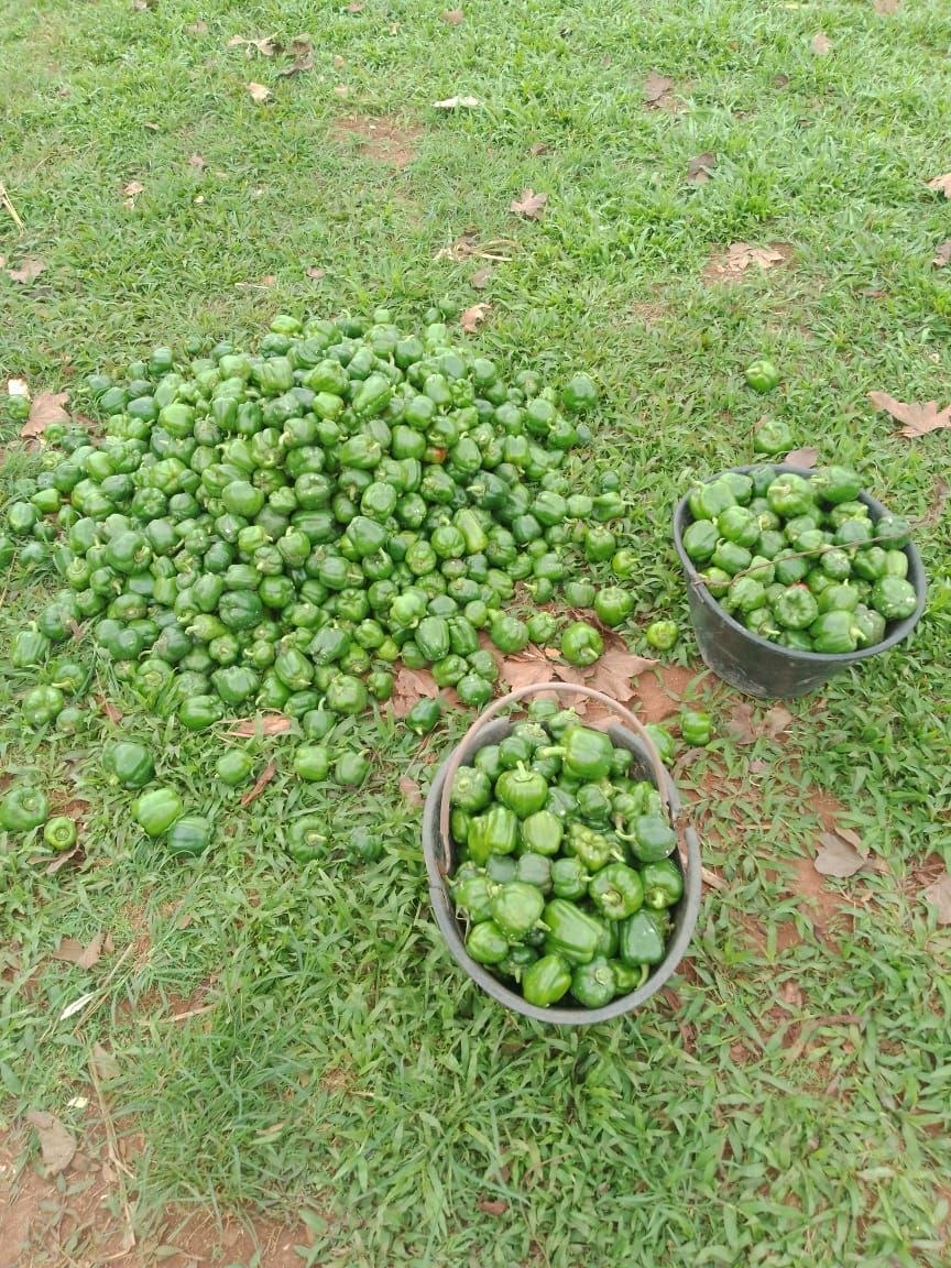 Tas de poivrons verts tout justes récoltés