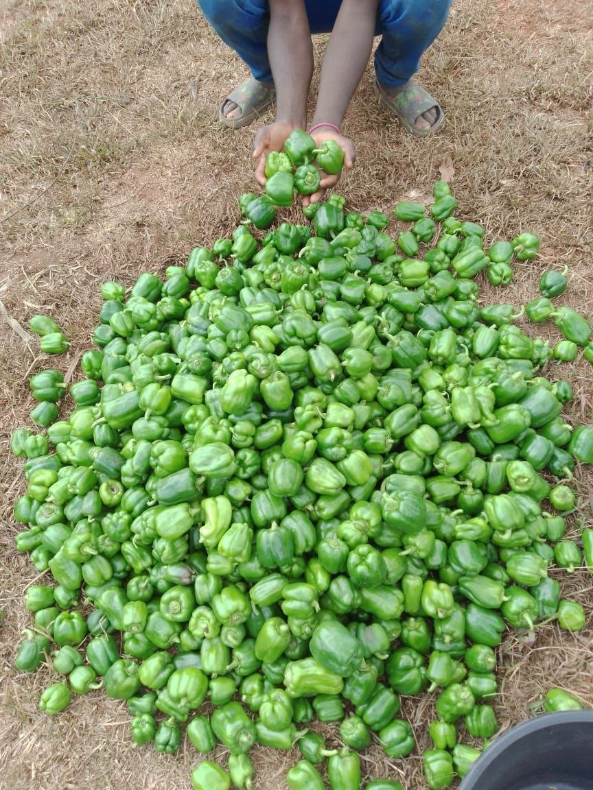 Abondance de poivrons verts SAPPA du Cameroun vers le monde